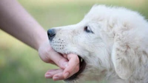 Dog Bite Emergency: How to Prevent Rabies Infection – A Step-by-Step Guide