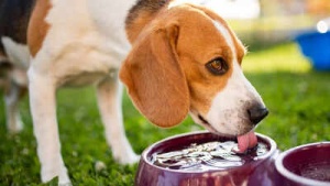 5 Refreshing & Safe Alternatives to Water for Your Dog: Beyond the Bowl